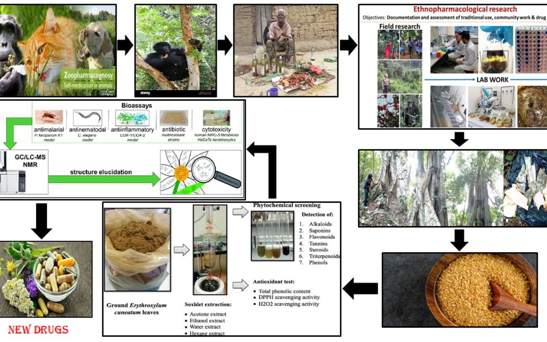 I gorilla selvatici si curano con le erbe che usano i guaritori