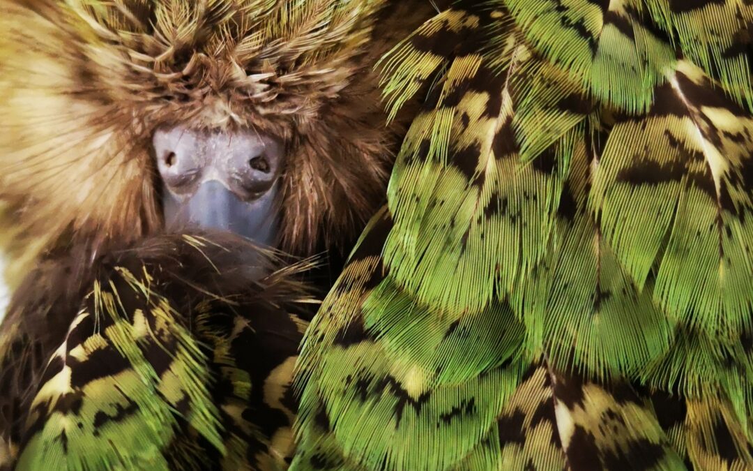 Un pappagallo neozelandese ha modificato il colore delle piume per difesa