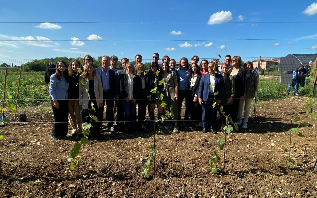 Università di Verona, realizzate piante di Chardonnay con Tecnologie di evoluzione assistita (Tea)