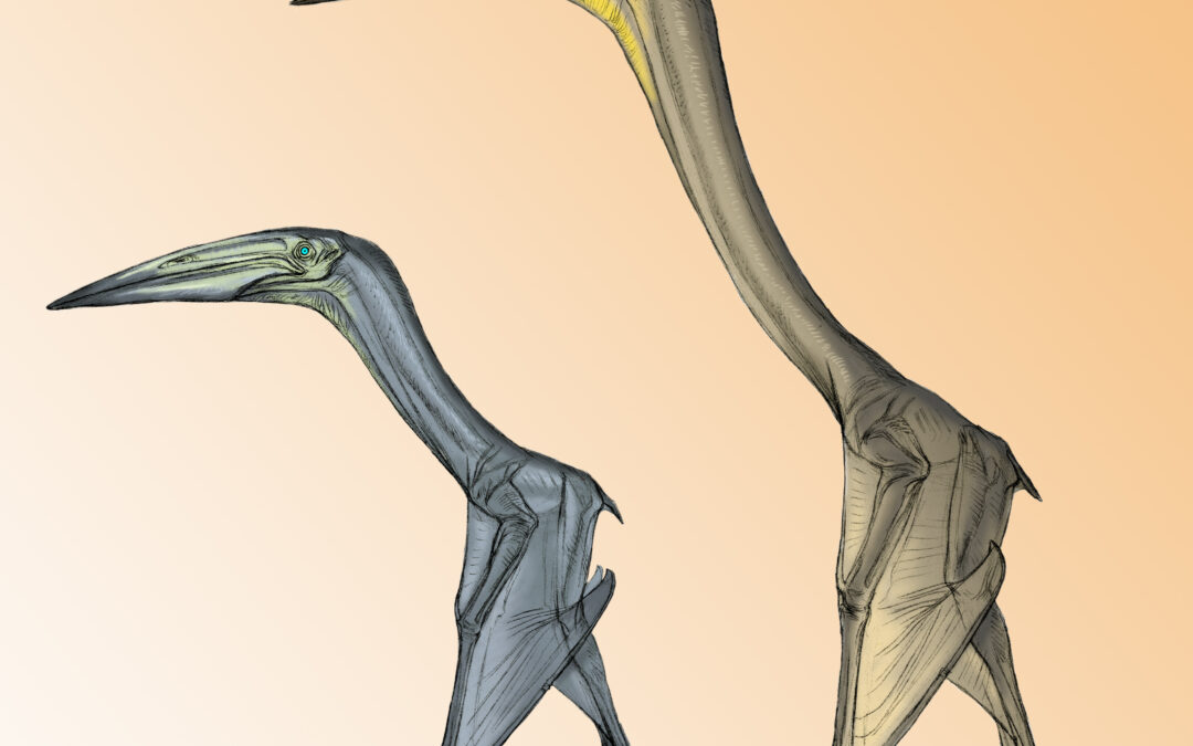 Non tutti gli pterosauri volavano allo stesso modo