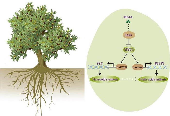 Scoperte le basi genetiche per un olio di oliva di alta qualità