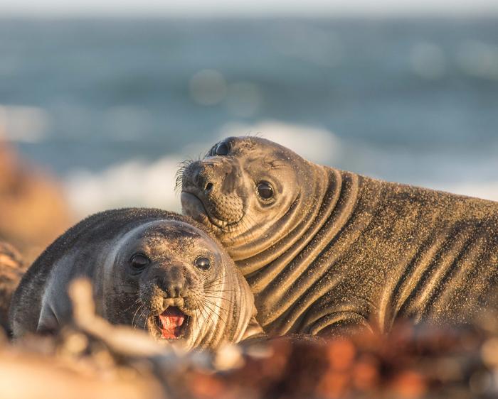 Gli elefanti di mare hanno evitato l’estinzione per un soffio