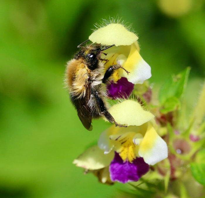 Le ondate di caldo disorientano gli impollinatori