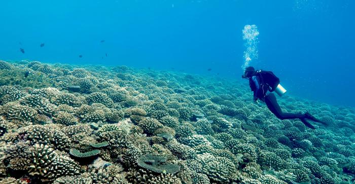 Gli scheletri dei coralli morti stanno ostacolando la rigenerazione della barriera