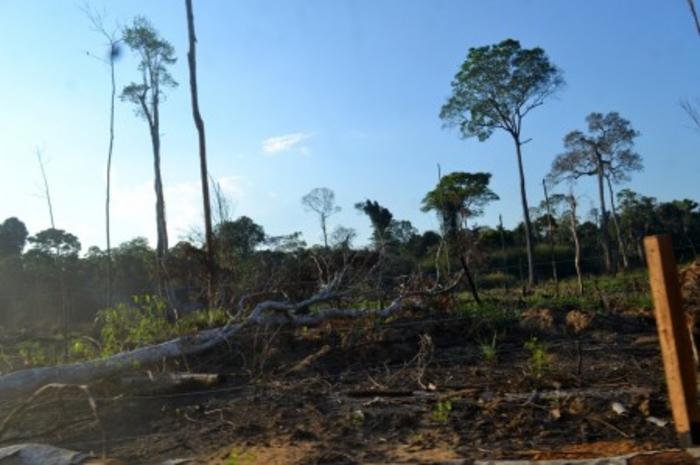 Brasile, necessario rafforzare la difesa delle foreste per raggiungere obiettivi climatici