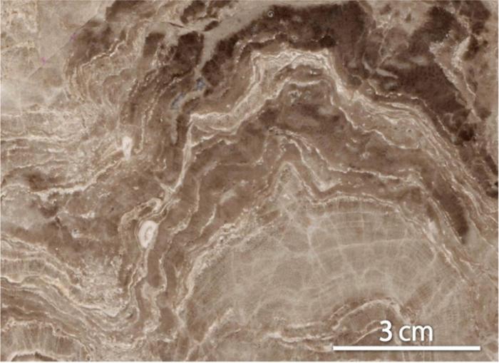 La via per salvare i coralli potrebbe nascondersi nel remoto passato della Terra