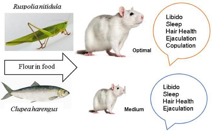 Sostituire il pesce con gli insetti migliora la salute