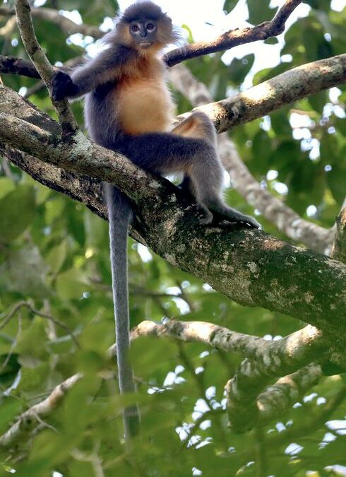 Scomparsa delle foreste spinge le scimmie langur a ibridarsi