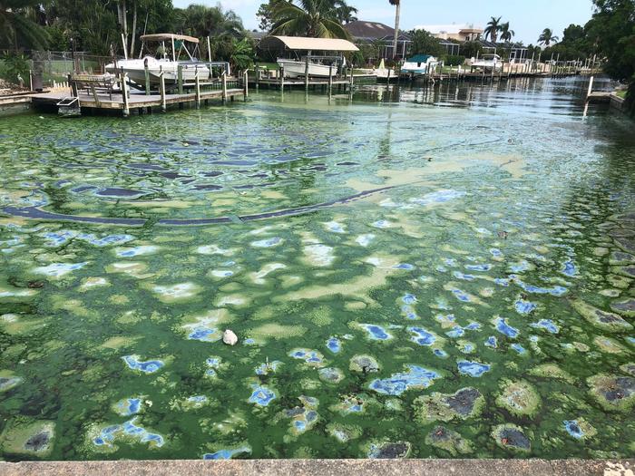 Florida, i rifiuti umani hanno trasformato il lago Okeechobee in una distesa di alghe