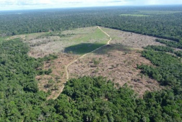 La deforestazione in Amazzonia è guidata in prevalenza dalla domanda interna