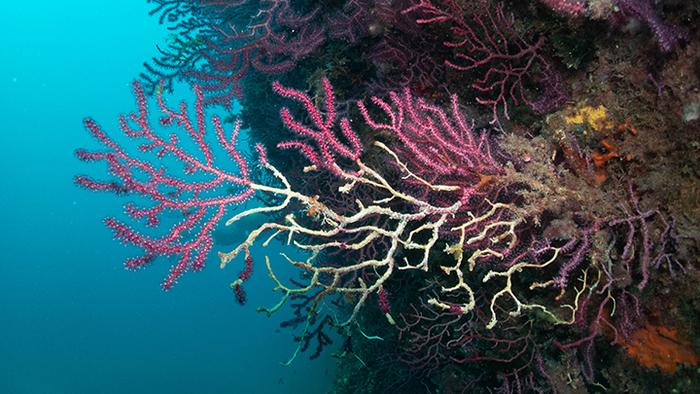 Gorgonie rosse del Meditterraneo minacciate dal climate change