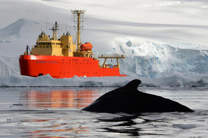 Scoperto nuovo pesce drago che racconta la crisi climatica dell’Antartico