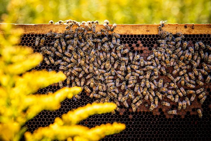 Una buona alimentazione aumenta la resistenza delle api mellifere contro i pesticidi