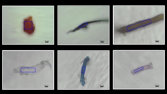 Microplastiche trovate negli scheletri dei coralli