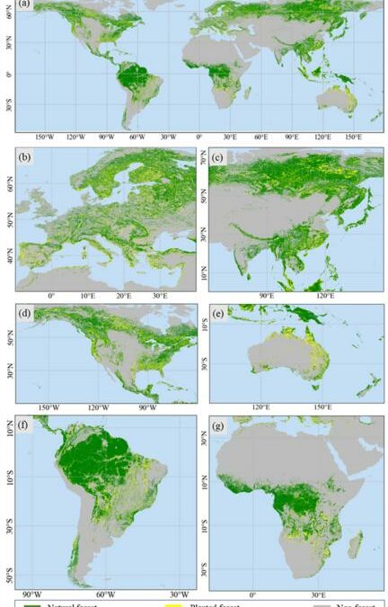 Sostenibilità: nuova procedura permette di mappare foreste naturali e piantate dall’uomo via satellite