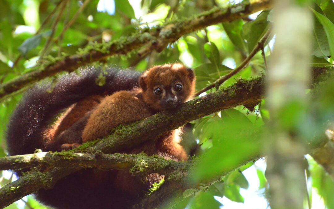 Proteggere anche solo lo 0,7% del territorio mondiale potrebbe aiutare a salvare un terzo delle specie