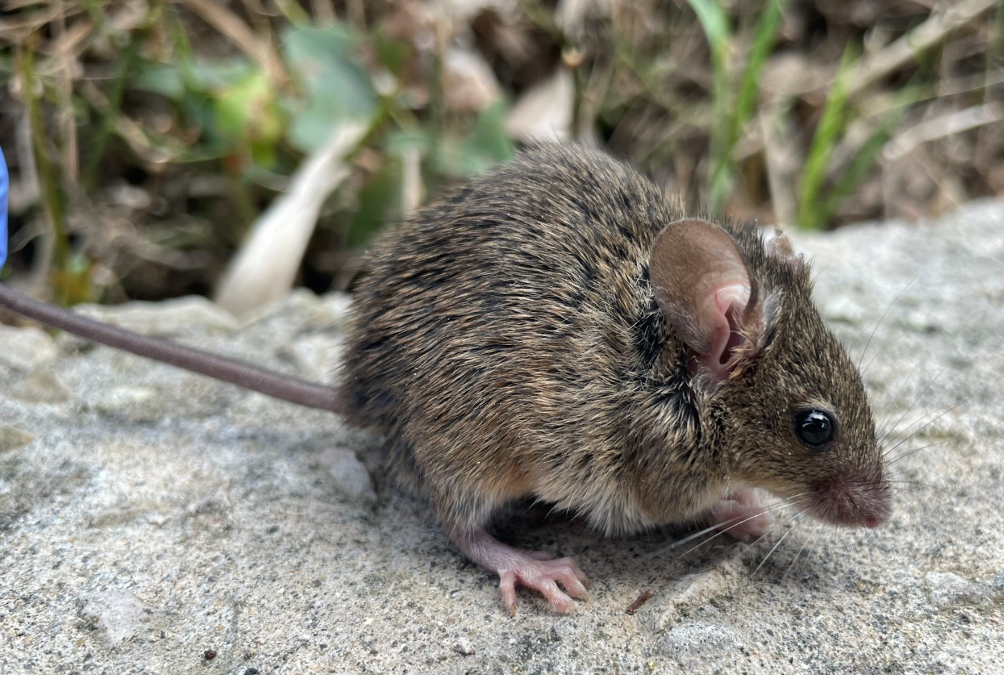 Topi resistenti ai pesticidi in 7 isole italiane su 11