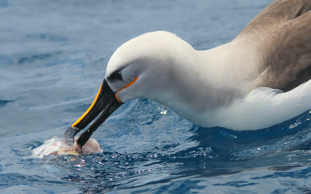 Pinguini e albatros hanno becchi sensibili che li aiutano a trovare il cibo