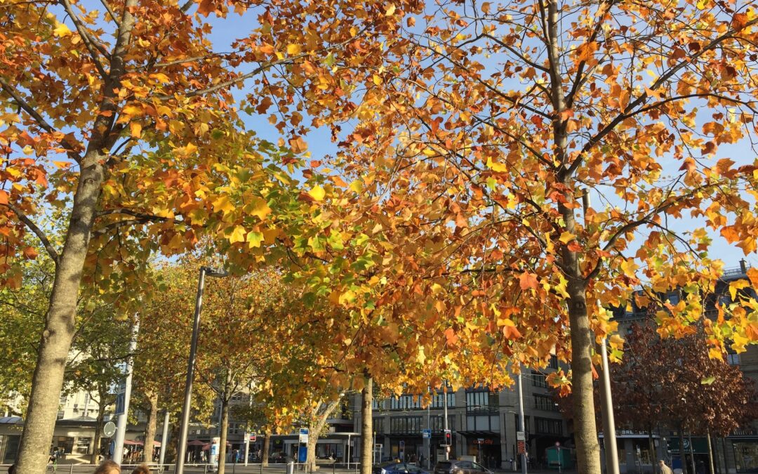 Gli alberi in città sono una risorsa green, ma rischi per diffusione dei parassiti