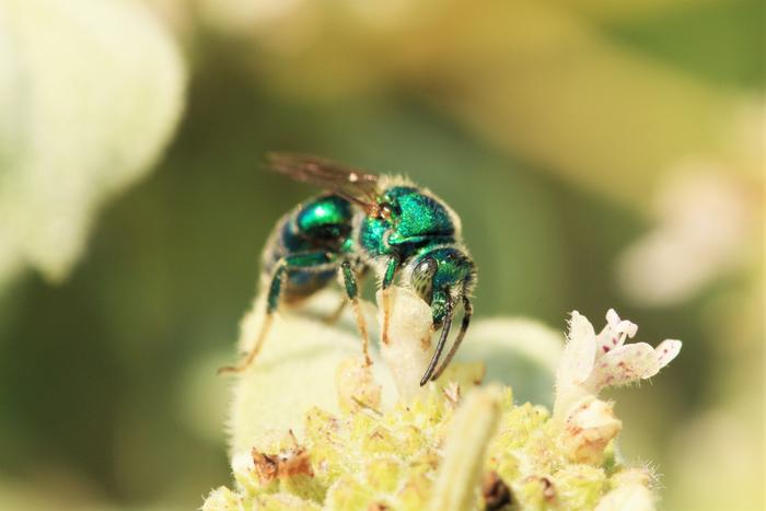 Avere piante in fiore tutto l’anno è la chiave per attirare sempre gli impollinatori