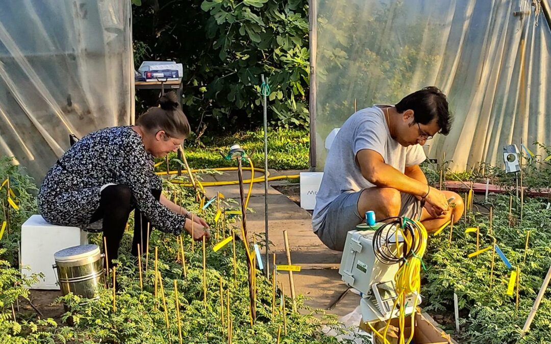 I ceci possono essere alimento anti climate change