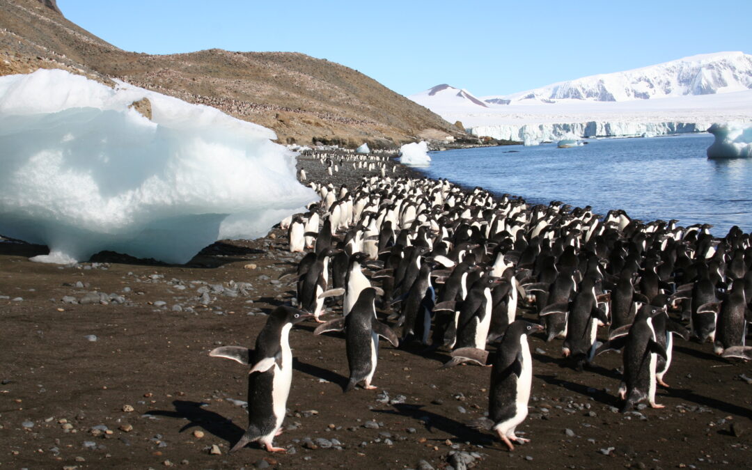 E’ possibile monitorare i pinguini antartici dalle foto dei turisti