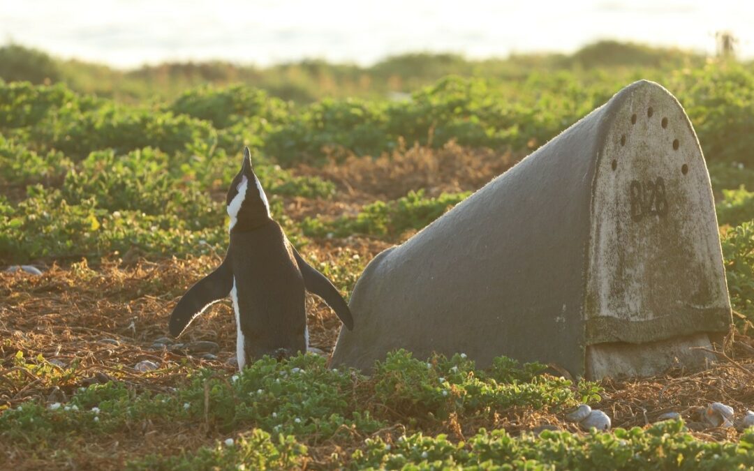 Pinguini, i nidi artificiali aumentano il successo riproduttivo