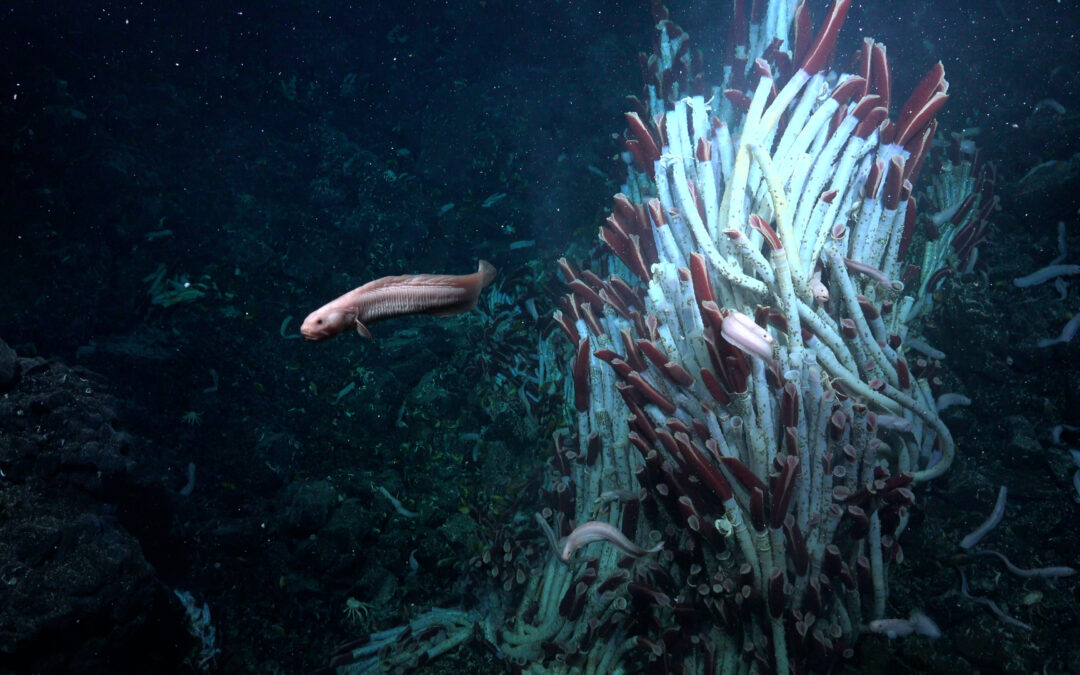 C’è vita sotto i fondali marini del Pacifico