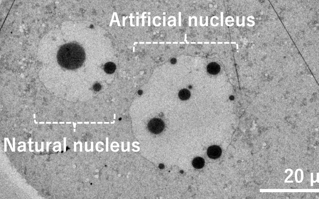 Sviluppato primo nucleo artificiale all’interno di un uovo di topo