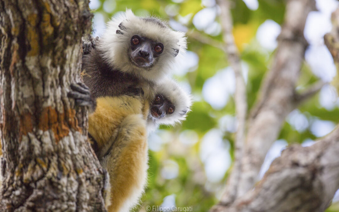 A Torino studio su espressioni facciali di lemuri e gibboni