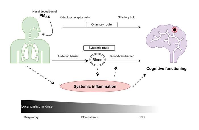 Inquinamento atmosferico influenza il declino cognitivo