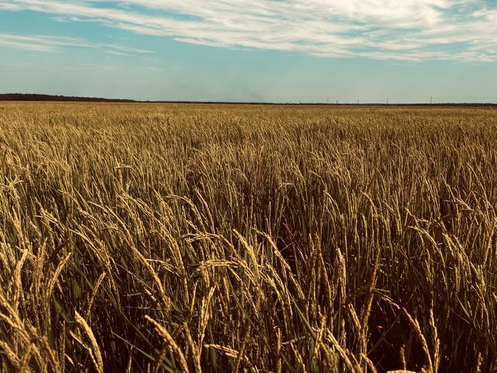 Scoperti i misteri dei pori con cui le piante resistono al caldo