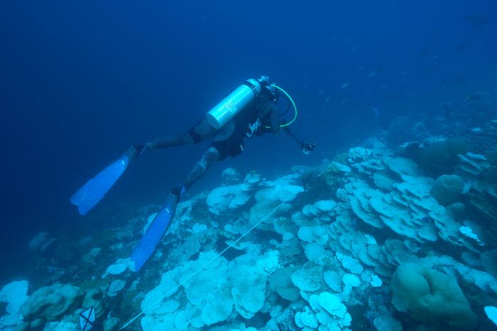 Barriere coralline verso nuovi sbiancamenti