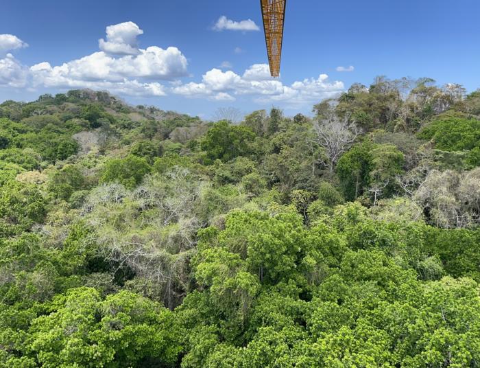 Assorbimento CO2 da piante + 31% rispetto a stime passate