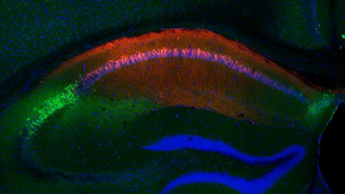 Svelato come il cervello codifica il pericolo  