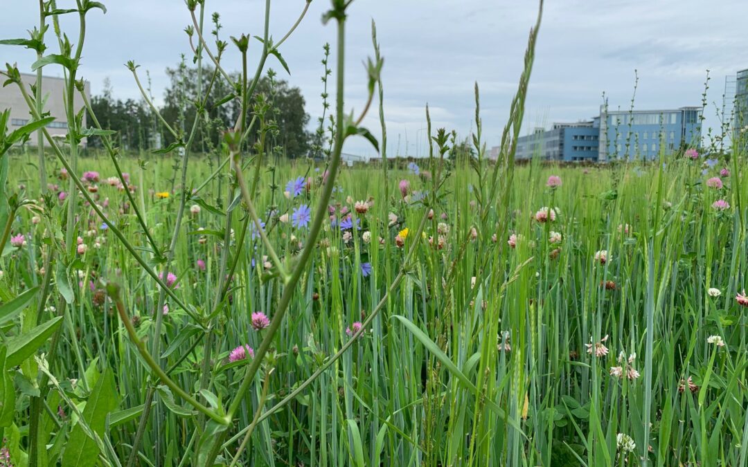 Con maggiore biodiversità si ottiene più sequestro di CO2