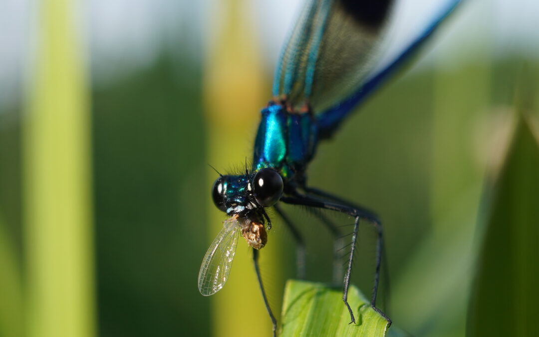 Biodiversità aumenta la disponibilità di nutrienti organici