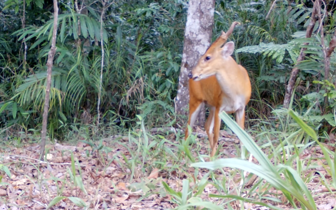 Sostenibilità: Cambogia, trovate 23 specie a rischio in un “santuario animale”