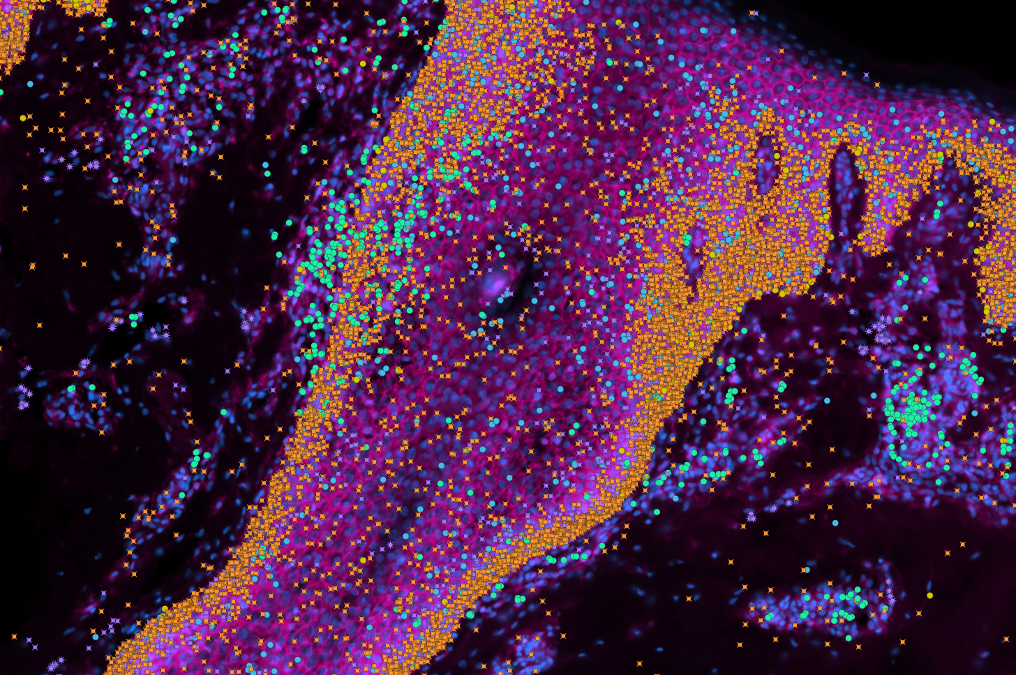 Creata una mappa delle cellule della pelle