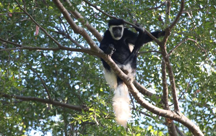 Due terzi chiave delle foreste tropicali hanno nuove temperature