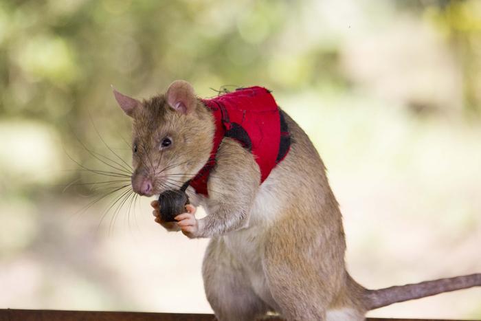 Ratti giganti utilizzati contro tratta illegale di animali