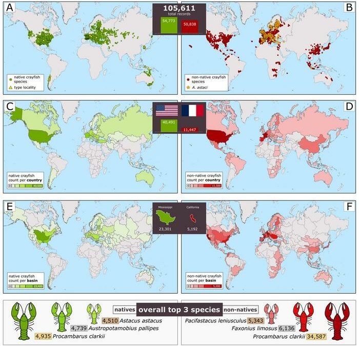 Mappa globale dei gamberi getta basi per nuovi sforzi conservazione