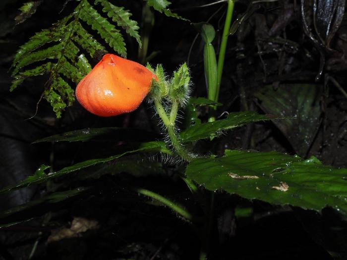 Ecuador, l’estinzione della foresta nebulosa non è mai avvenuta