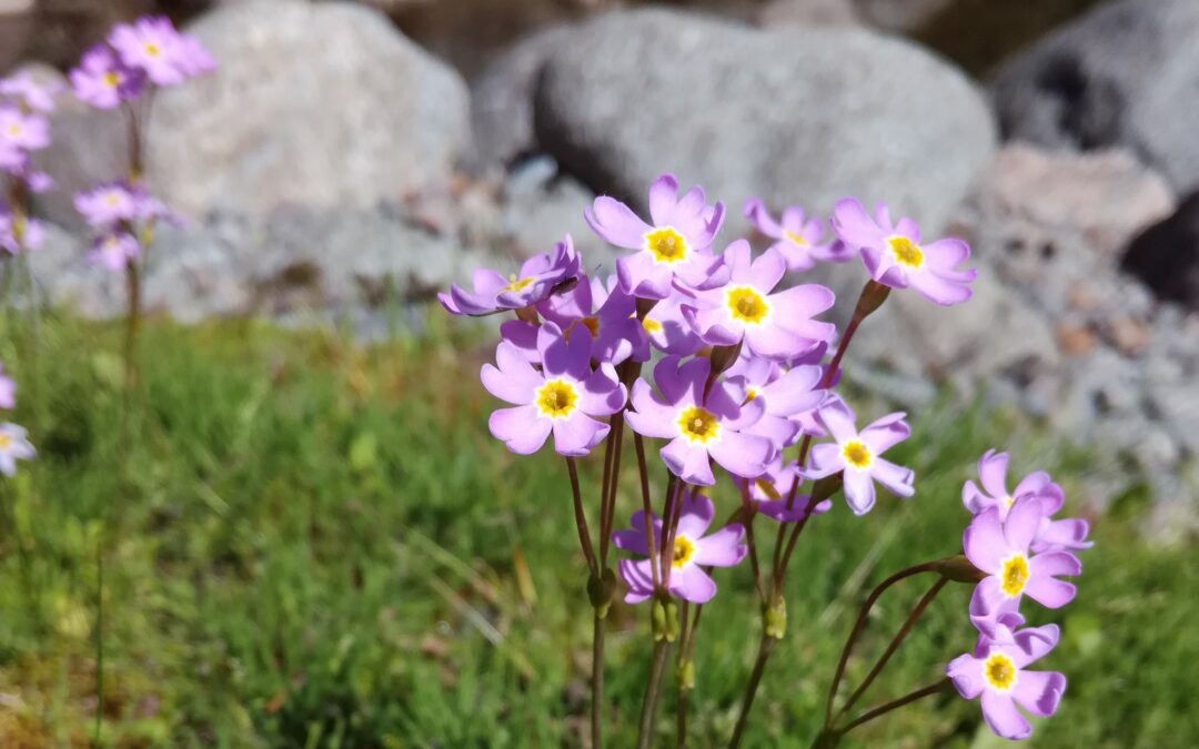 I cambiamenti climatici non lasciano alla flora il tempo di adattarsi