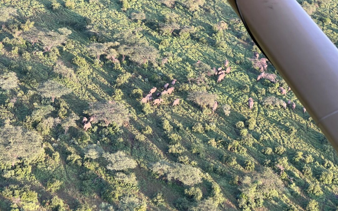 Ripristinare habitat fa bene alla fauna africana e all’umanità
