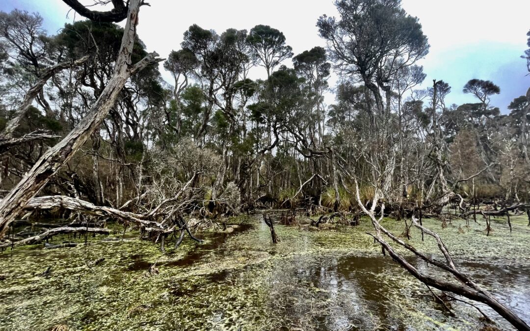 Circa 41 mila anni fa, gli umani portarono il fuoco e cambiarono la Tasmania