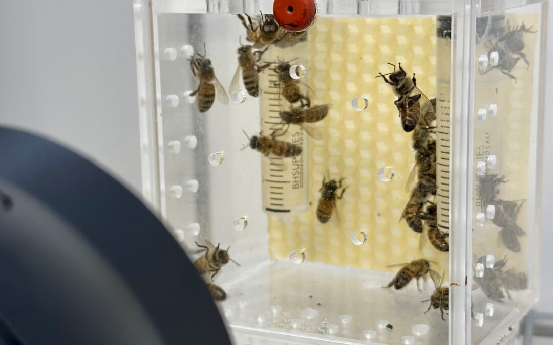 Le api sono a rischio anche a causa della luce artificiale