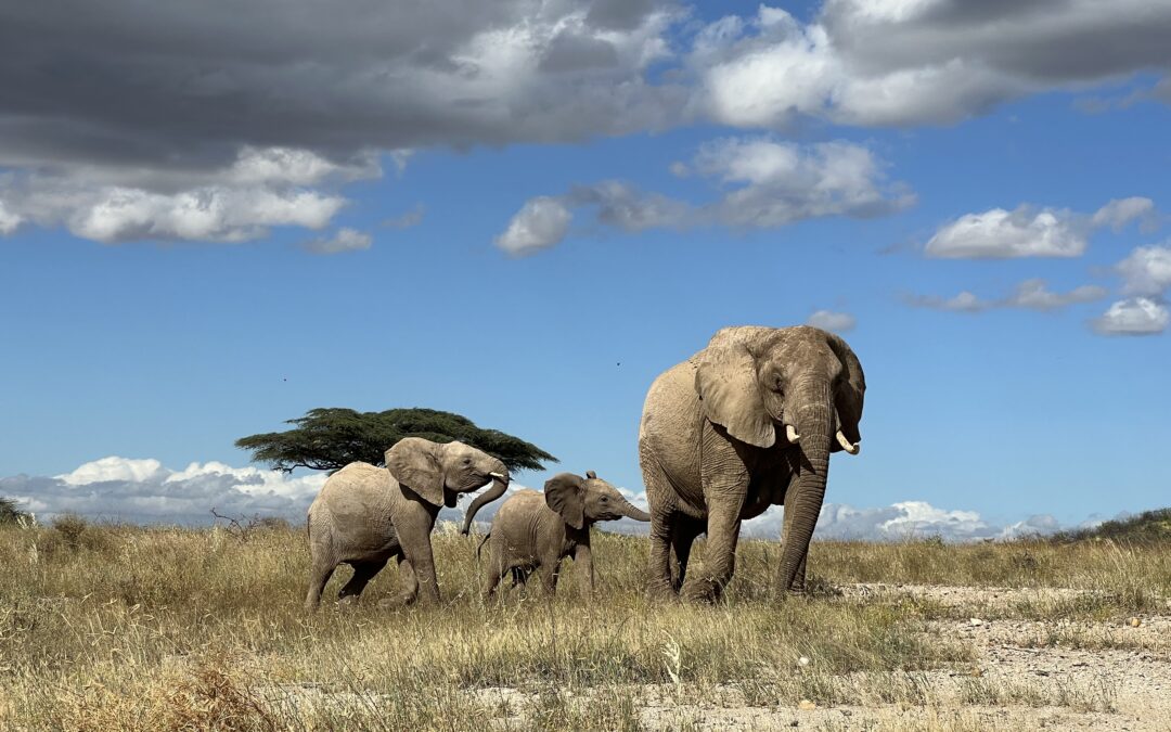 Non possiamo permetterci di perdere gli animali più antichi e saggi della Terra