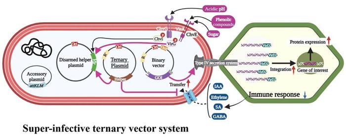 Modifica di un batterio rivoluziona l’editing genetico delle piante