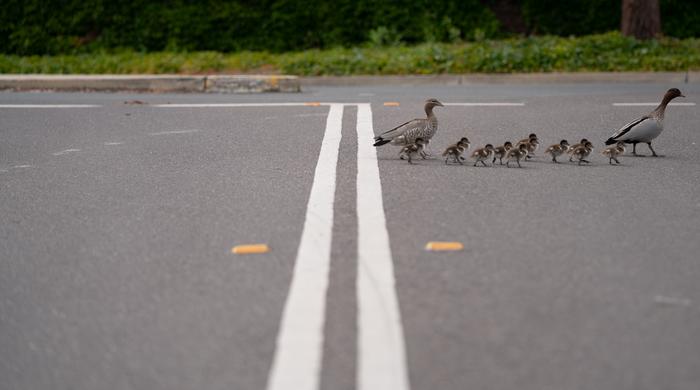 Bluetooth svela i segreti degli animali nelle zone urbane